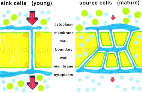 Intercellular Connections Are Developmentally Controlled to Help Move ...