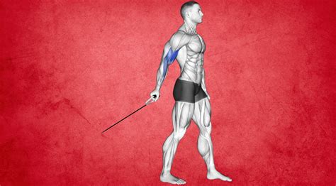 Standing One Arm Cable Curl Build Bicep Definition Exercise Guide