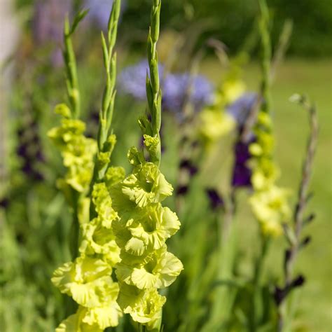 Gladiolus Green Star Glaïeul Aux Fleurs Frisées Vert Anisé à Vert Lime