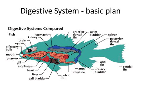 Solution Digestive System Of Fishes Studypool