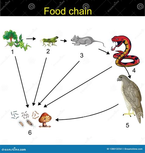 Carnivore food chain