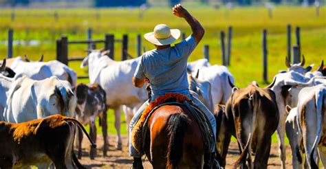 Dia do Pecuarista homenagem do Agro2 a todos os profissionais da área