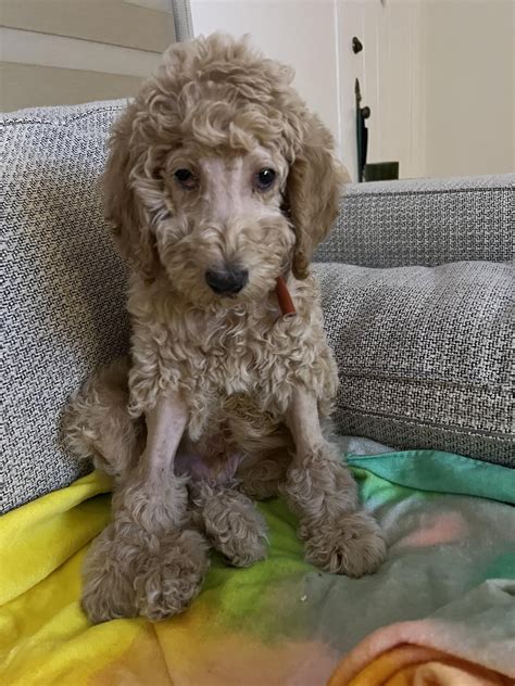 Norm Before And After His First Puppy Cut Rgoldendoodles