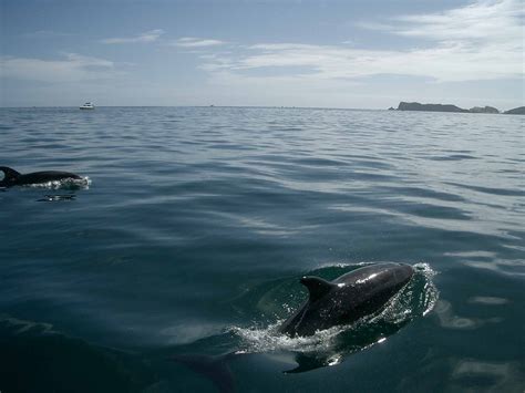 Bottlenose dolphins – Marine Mammal Ecology Group