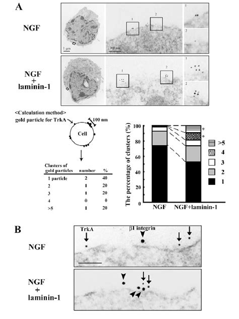 Clustering And Colocalization Of Trka And Or Integrin Induced By