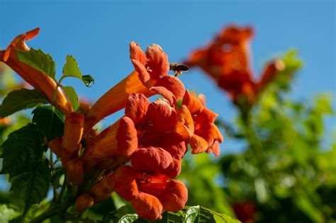 Premium Photo Honey Bee On The Trumpet Vine Flower Beautiful Red