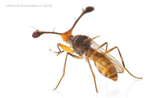 Stalk-eyed flies – The Smaller Majority