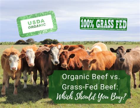 Organic Beef Vs Grass Fed Beef Which Should You Buy