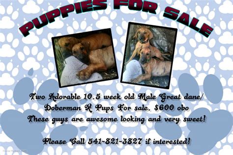 Puppies Forsale Flyer Postermywall