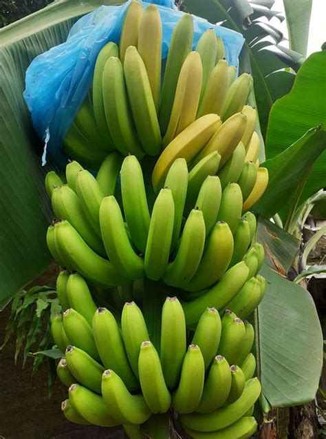 Cara Menanam, Peram serta Analisa Budidaya Kebun Pohon Pisang Cavendish