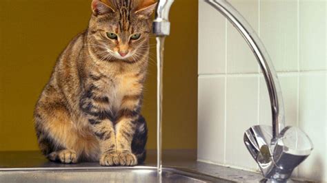 Por Qu A Los Gatos No Les Gusta El Agua Parceros Felinos