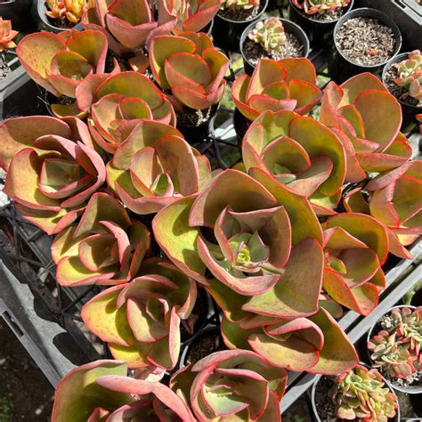 Echeveria Big Red Let Love Grow Succulent And Cactus