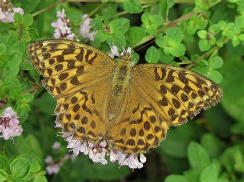 Réf 77542 INSECTA Lepidoptera Nymphalidae Argynnis Argynnis