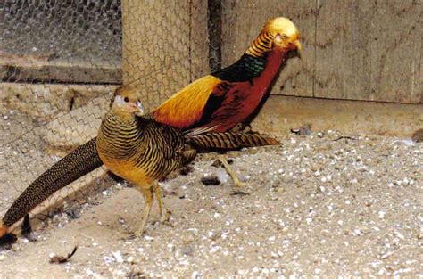 Red Golden Pheasants Cackle Hatchery®