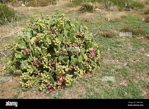 Opuntia stricta plants with fruit Stock Photo - Alamy