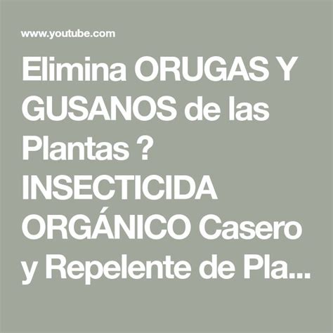 Elimina Orugas Y Gusanos De Las Plantas 🐛 Insecticida OrgÁnico Casero Y Repelente De Plagas