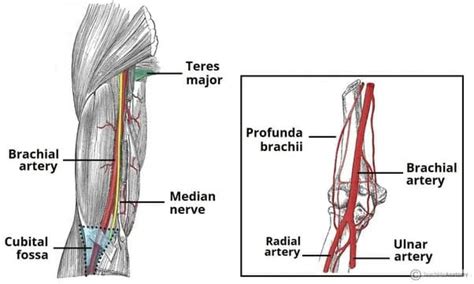 Brachial Artery Anatomy Course Structure Function