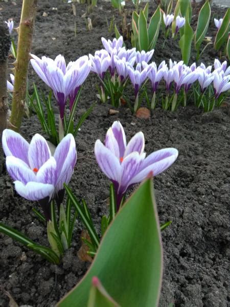 Крокус Pickwick (Пиквик)🌷 - купить луковицы и клубни в Украине | FLORIUM.UA
