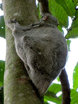 tHE tiDE cHAsER: Colugo, Colugo, Colugos!