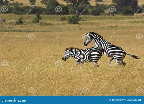 Burchell S Zebra Equus Burchelli Pair Mating Masai Mara Park In