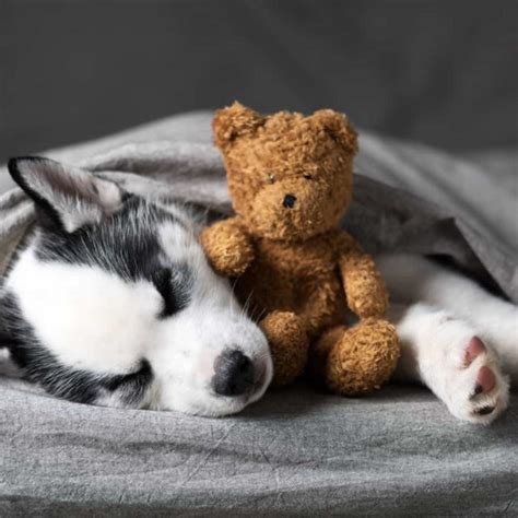 5-Step Puppy Bedtime Routine! (With Advice from Owners.) | Paws and Learn