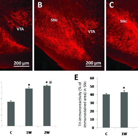 Light Micrographs Of Frontal Sections Through Snc And Vta Areas Of