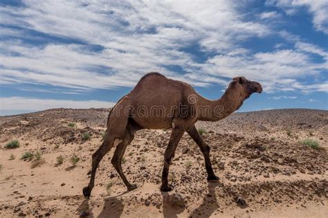 Morocco Sahara Desert The Hottest Place On Earth Stock Image