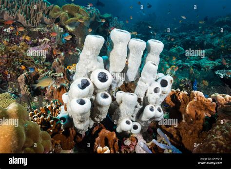 Tube Sponge In Coral Reef Callyspongia Sp Ambon Moluccas Indonesia