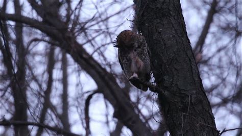 Male Great Horned Owl Grooming And Hooting 1 16 2023 In Forest Park In St Louis Missouri Usa