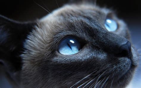 Gorgeous Feline HD desktop wallpaper : Widescreen : High Definition ...