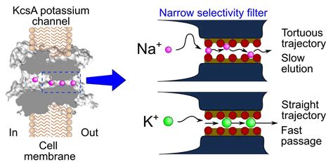 Passage Of Sodium Ions Through IMAGE EurekAlert Science News Releases