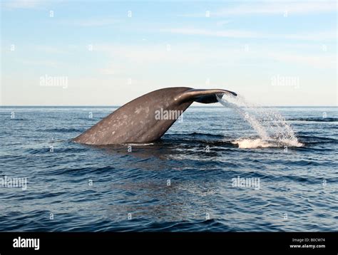 Blue Whale Fluke Stock Photo - Alamy