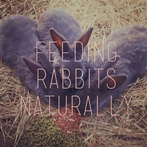 Feeding Rabbits Organically On A Pasture Based System Meat Rabbits