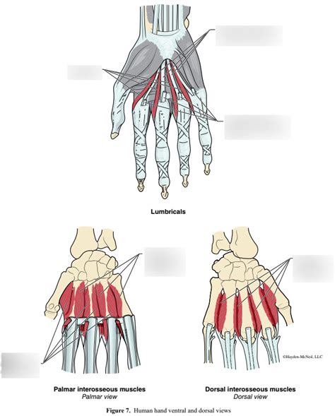 Human Hand Ventral And Dorsal Views Diagram Quizlet