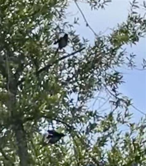 Crows Jays And Magpies From Rancho Canada Gold Open Space Preserve