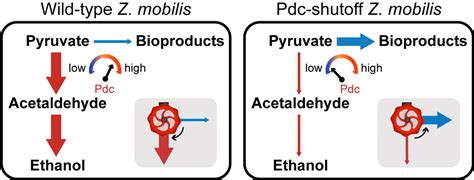 Controllable switch for biofuel vs. bioproducts in Zymomonas mobilis ...