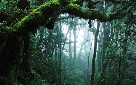 amazing jungle uhd wallpapers ultra high definition wallpapers