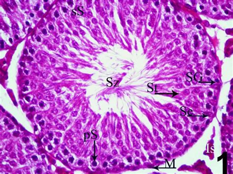 A Photograph Of Testicular Tissue Of A Rat From The Control Group