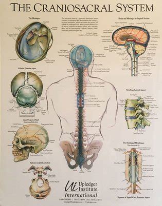 Craniosacral Therapy Rx Bodywork Gresham Or