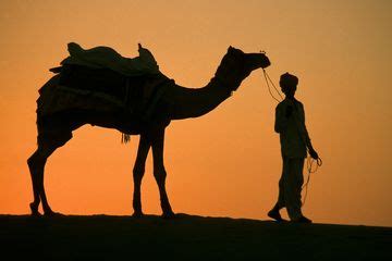 Background Padang Pasir Unta / Premium Vector Bedouins And Camels In Desert Dunes Under Sky ...