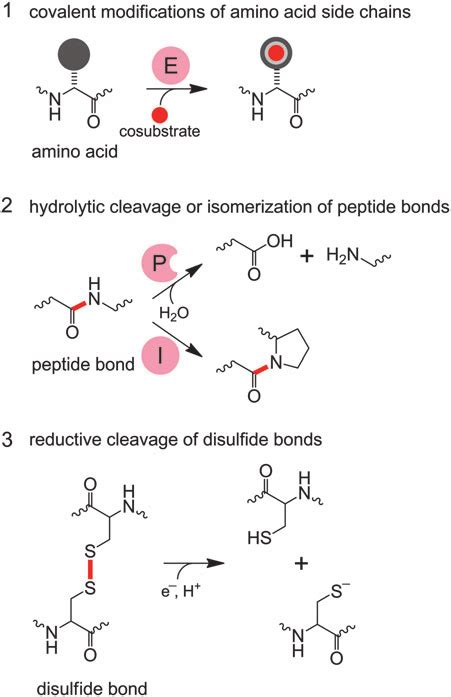 Post Translational Control Of Protein Function In Mammals The