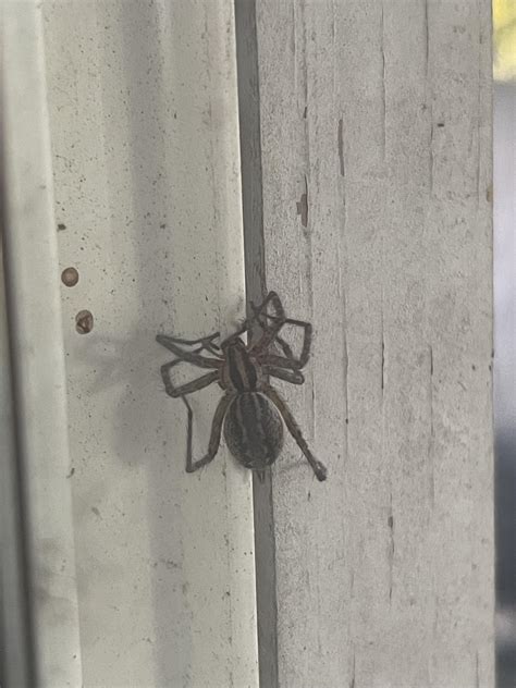 Id Does Anyone Know What Type Of Spider This Is Northern Illinois