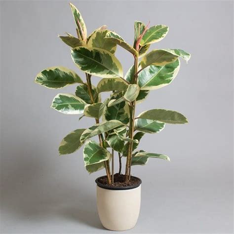 Ficus Elastica Tineke 5L Pot Tropical Plants UK