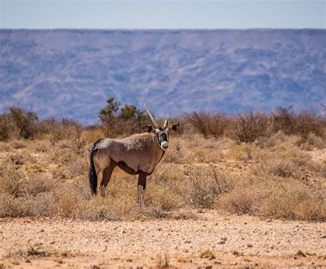 Gemsbok Antelope Stock Image Image Of Sand Antelope