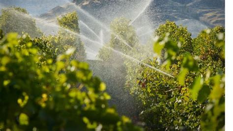 Importância da agricultura irrigada e a sua relação a fruticultura