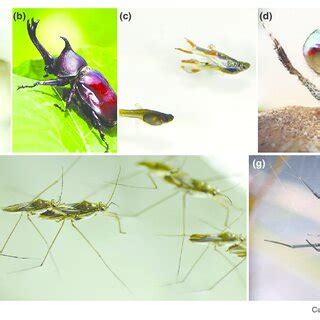 (PDF) The benefits of expanding studies of trait exaggeration to hemimetabolous insects and ...