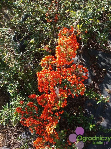 Pyracantha cocinea Orange Glow Ognik szkarłatny Drzewa i