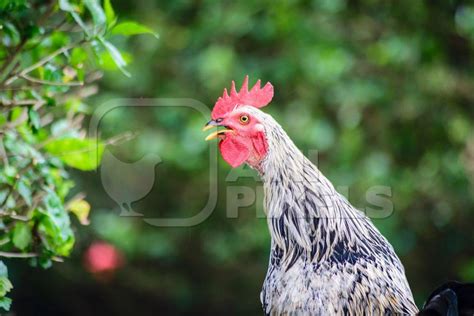 Cockerel Crowing Wtih Green Background In A Village Anipixels