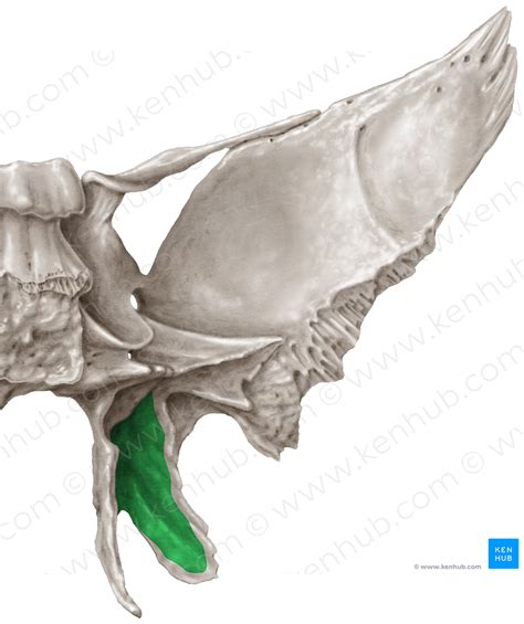 Pterygoid Fossa Of Sphenoid Bone 3875 Kenhub Image License Store