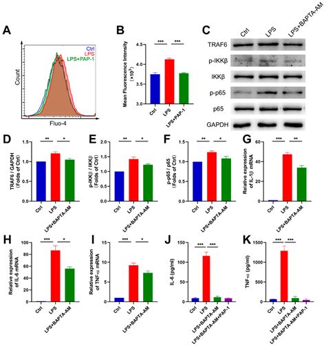 IJMS Free Full Text Blockade Of Kv1 3 Potassium Channel Inhibits